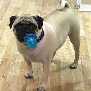 Paci Chew T938095