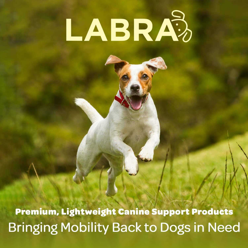 Dog Back Brace V169