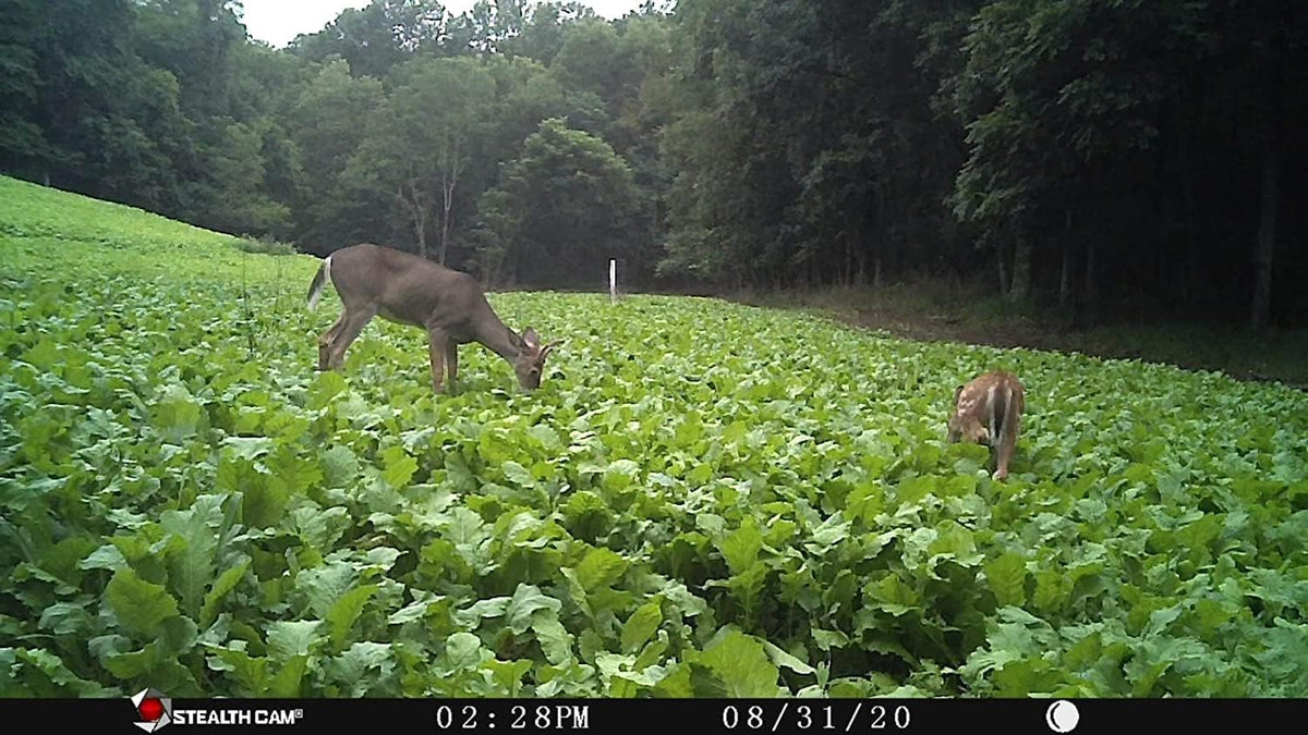 6 lbs Pure Natural High Protein Deer Food Seed Mix P2620