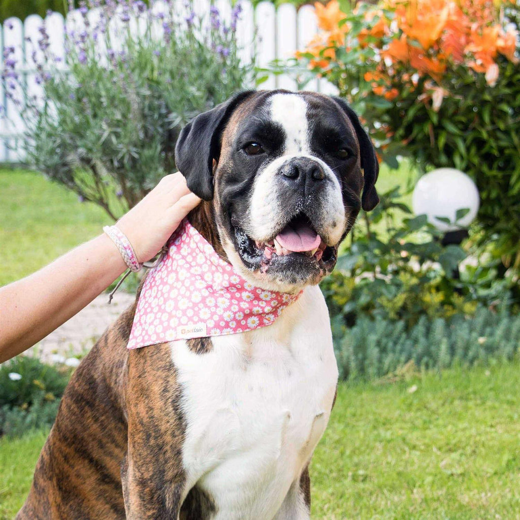 Matching Dog Collar, Bandana and Friendship Bracelet I3563