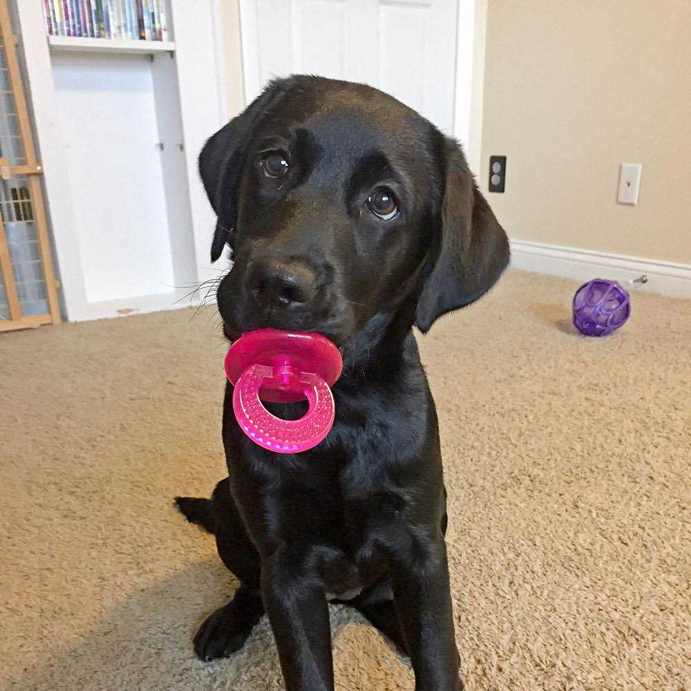 Paci Chew T938095
