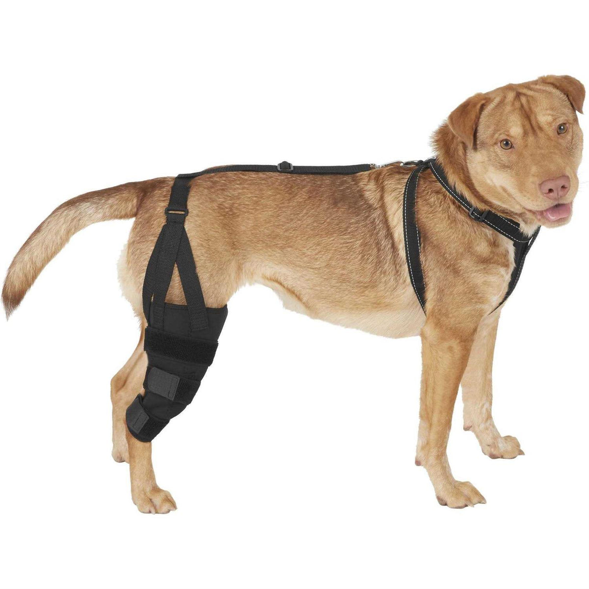 Dog Knee Brace B217
