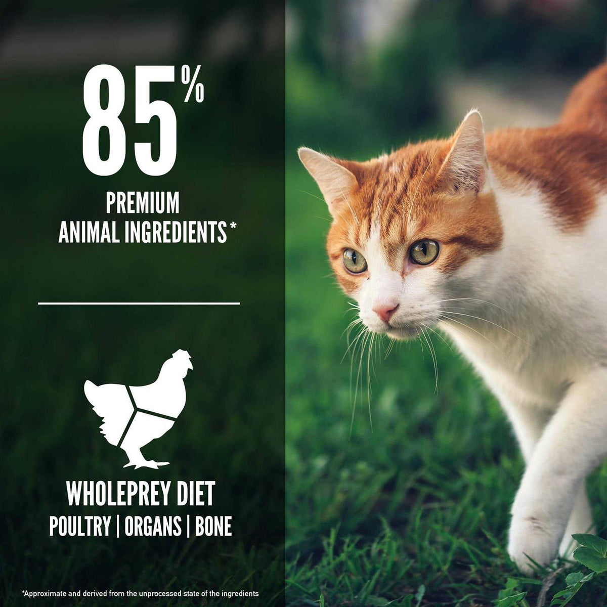 Cat Dry Food T65146