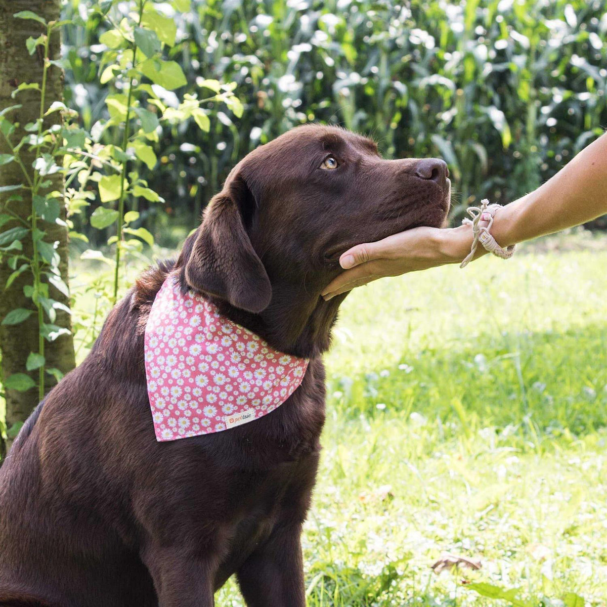 Matching Dog Collar, Bandana and Friendship Bracelet I3563