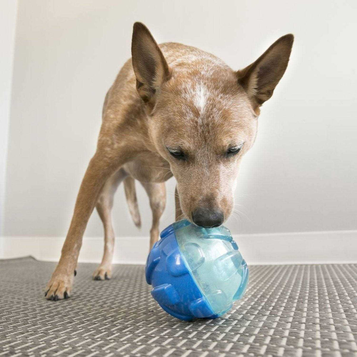 Dog Toy S634