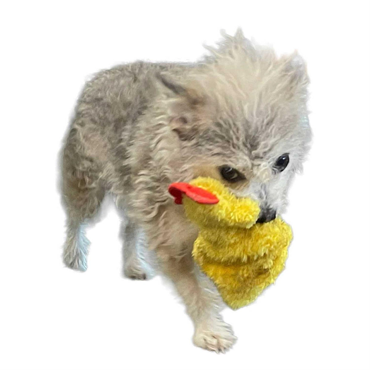 Chicken and Egg Paper Crinkle Squeaker Toys Z561084