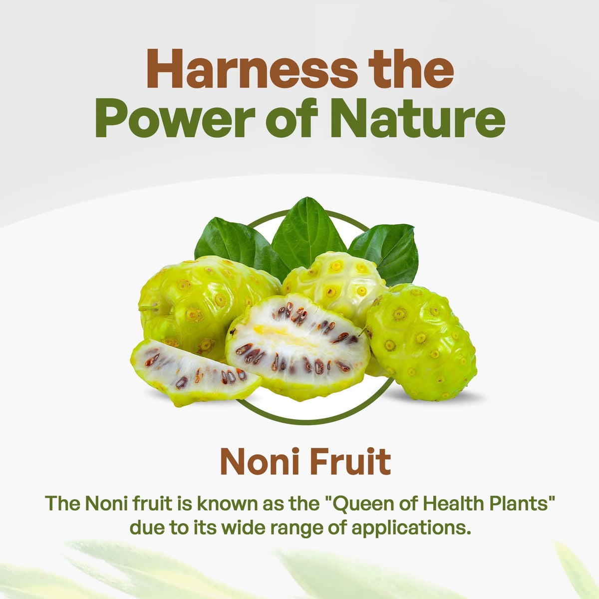Organic Noni Fruit Powder 16 oz O11999